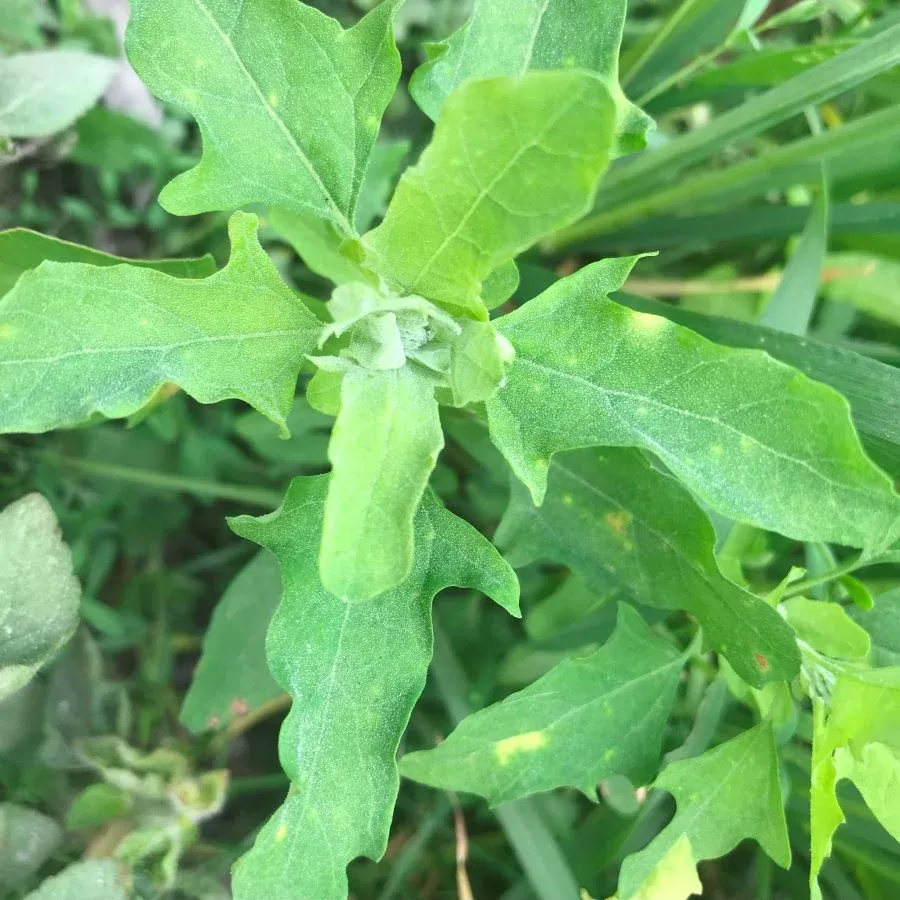 Bethe ko Sag (Lamb's Quarters)