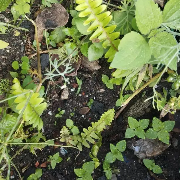Pani Amala - Sprouting Sword Fern