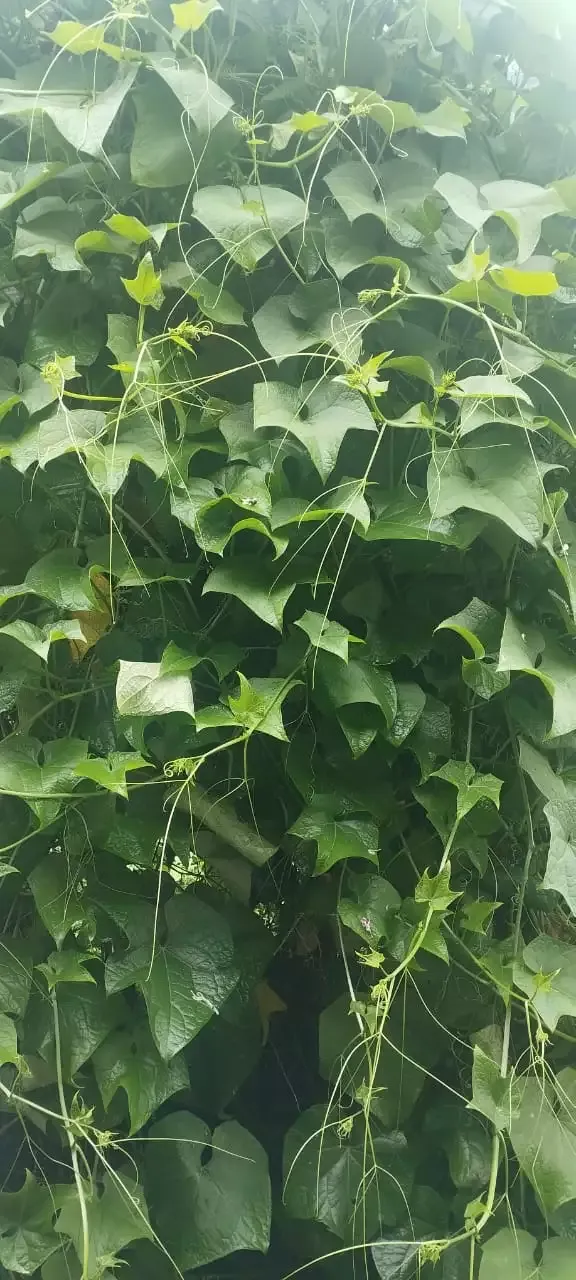 Chayote vine covering a tree
