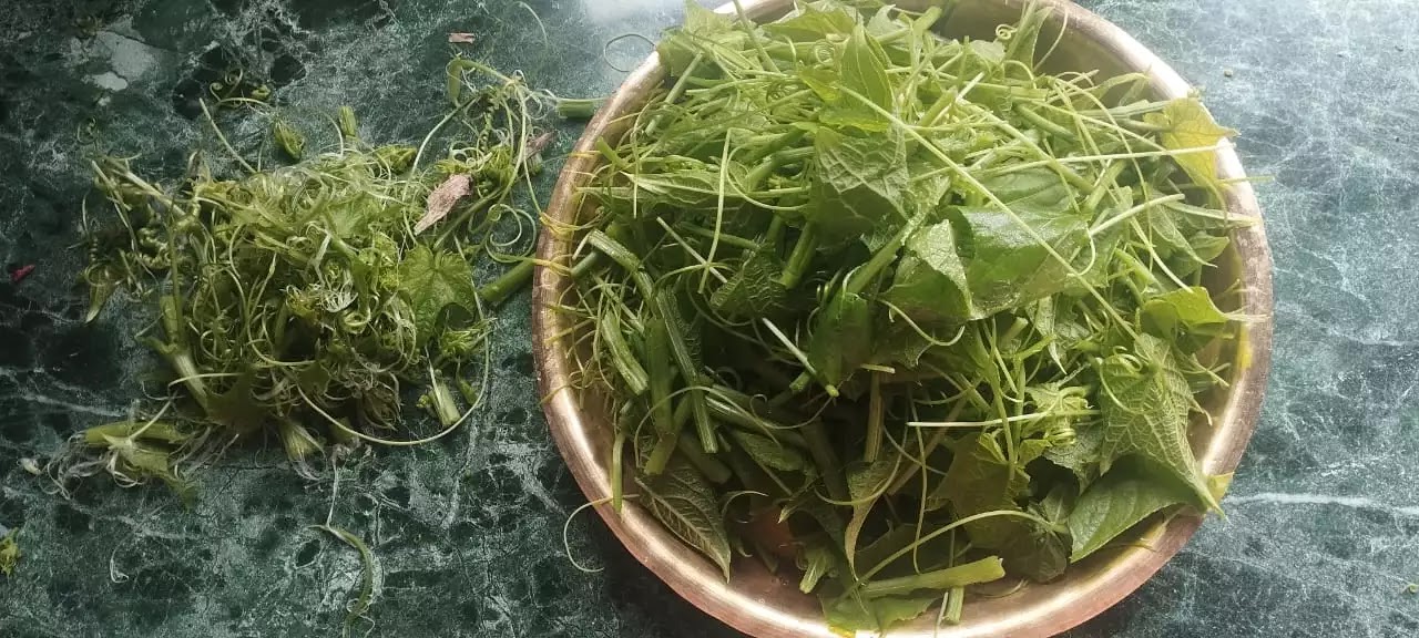Chayote shoots almost cleaned