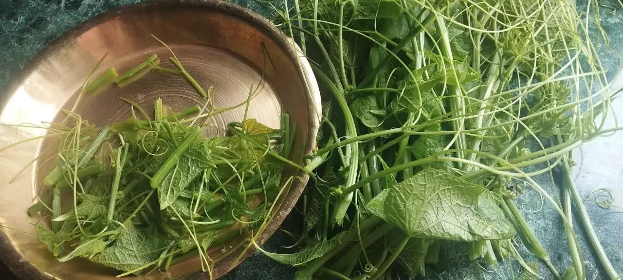 Cleaning chayote shoots