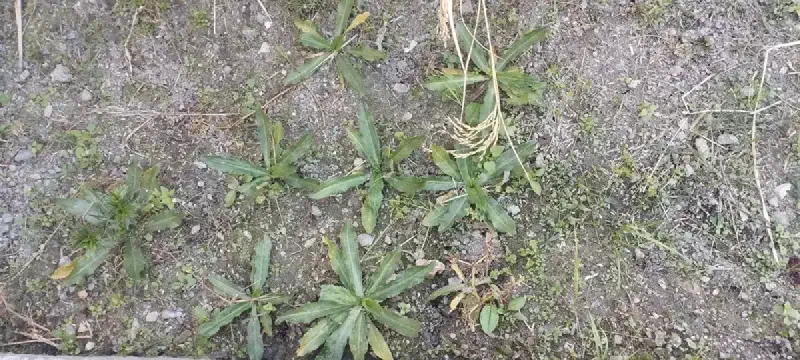 Culantro growing in School Herbal Garden