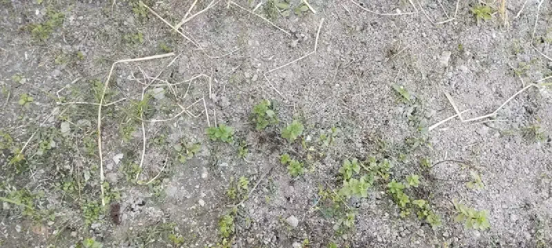 Mint growing in School Herbal Garden
