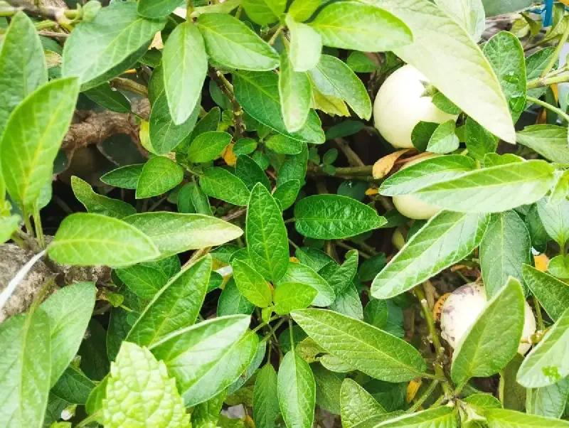 Pepino Melon in Nepal