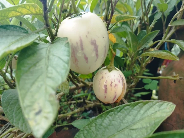 Pepino Melon in Nepal